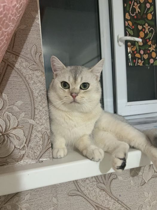 Кот ждет невесту