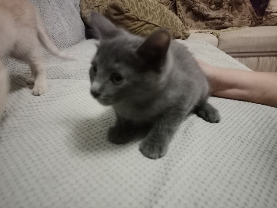 Отдам котят,два мальчика и одна девочка