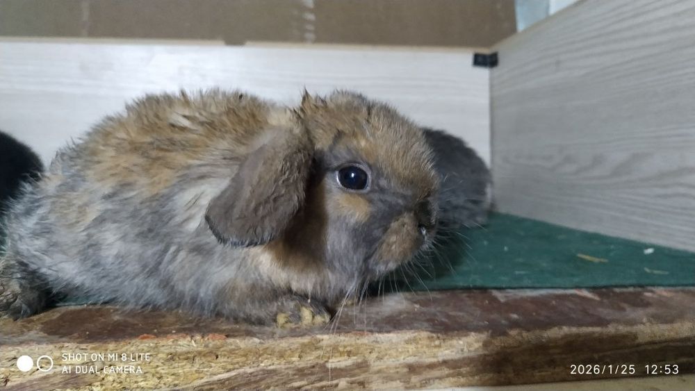 Karlik quyonchalar sotiladi