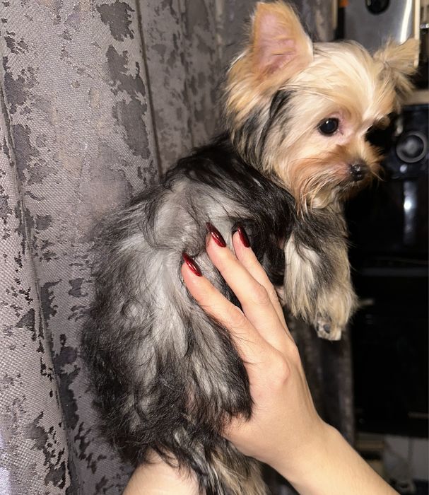 Щенок Йорширского терьера