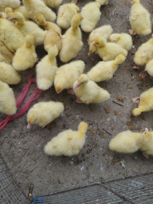 Продам гусята гусята