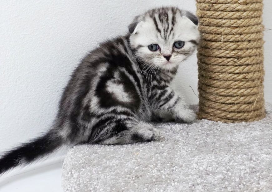 Котик висЛоуХий .