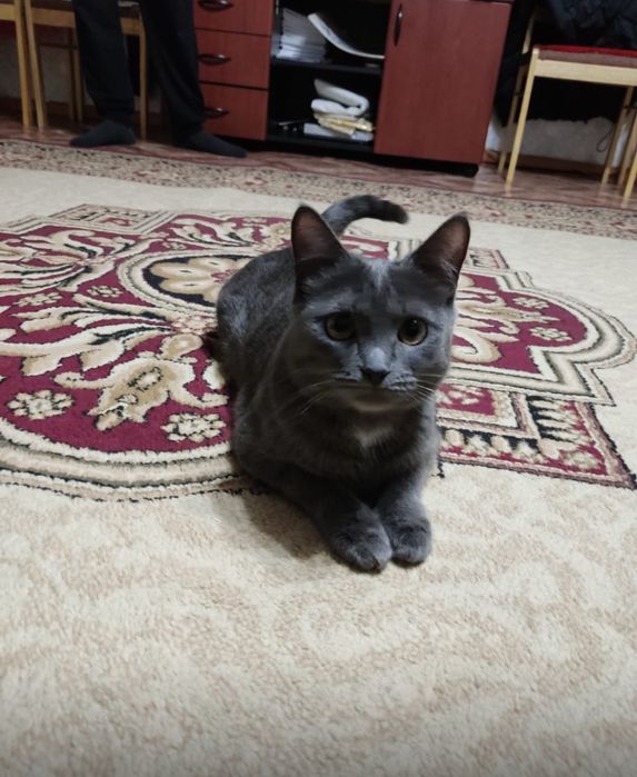 отдам в заболивые руки