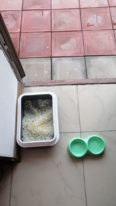 Кошка Британская короткошерстая