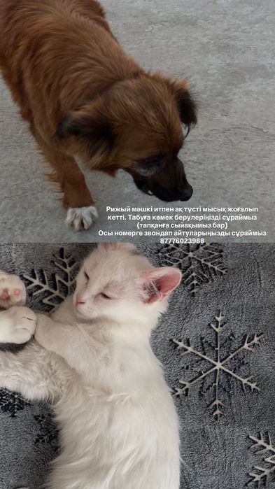 Отдам щенков в добрые руки