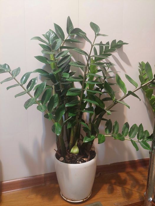 Долларовое дерево (замиокулькус)