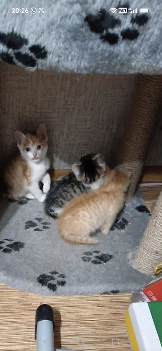 Ищем дом для котят