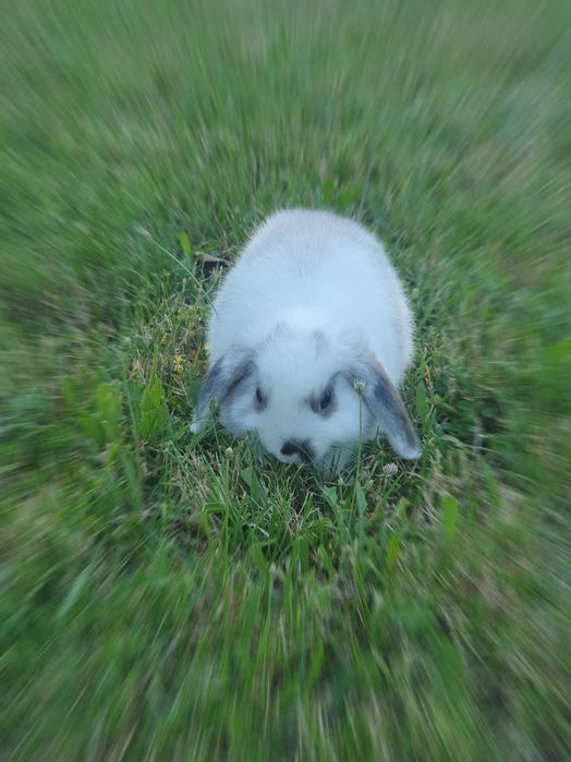 Продавам малко зайче на 1 година с ваксина