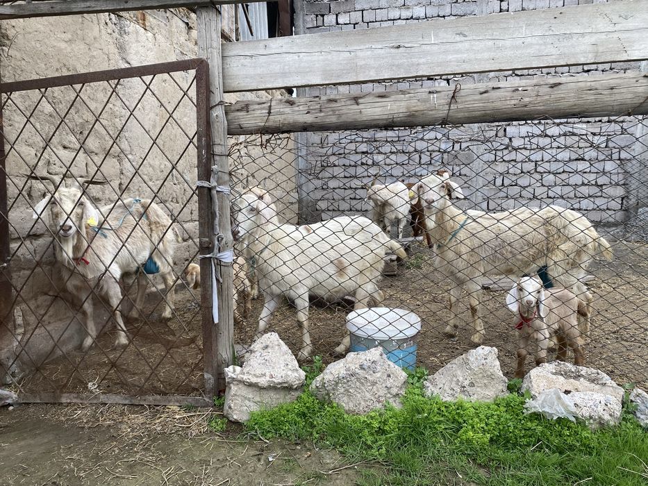 Сауынды ешкилер сатылады