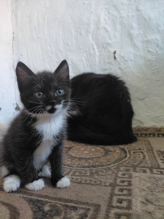 Отдам в добрые руки котят