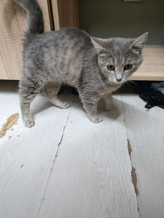 Котята, ищем дом