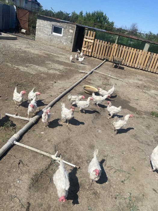 Продаются белые курочки