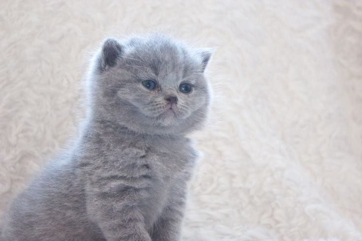 Британский котенок
