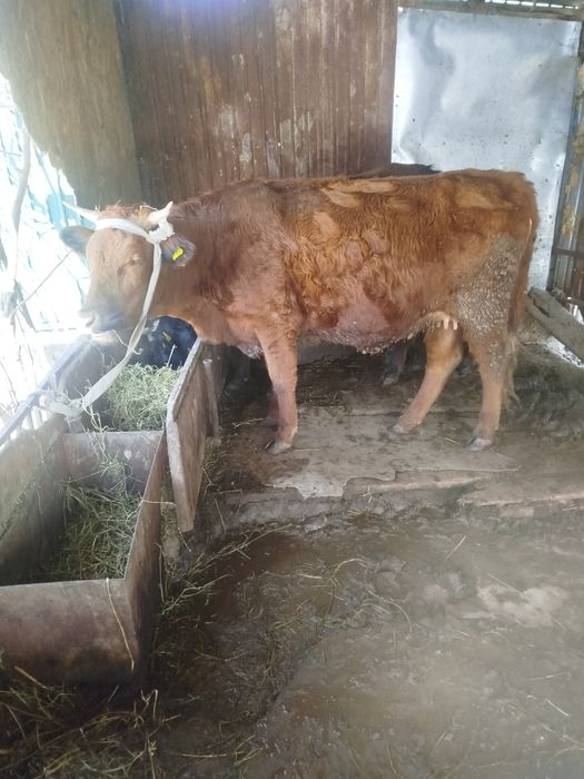 Буаз жуас құнажын