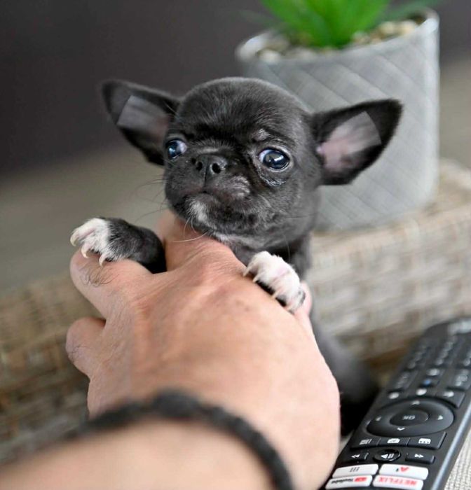 Мъжко мини чихуахуа