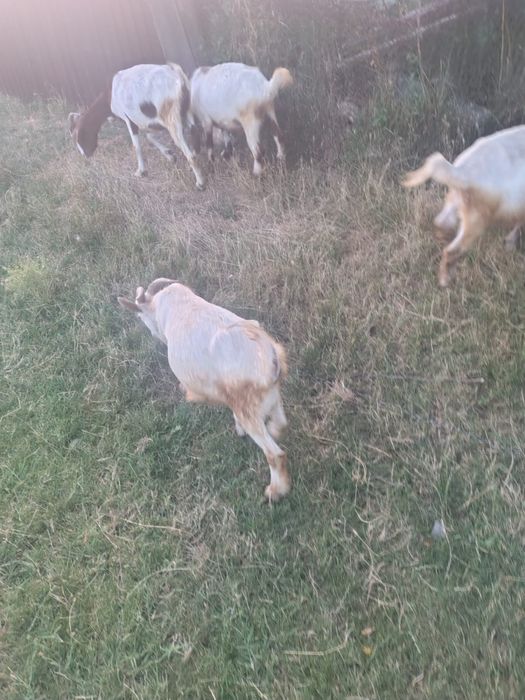 Vand iezi de crescut sau taiat