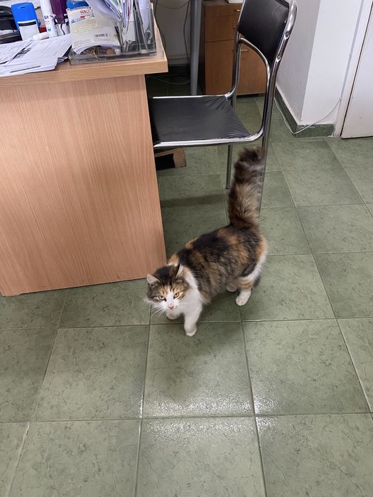 Подарявам малки котета.