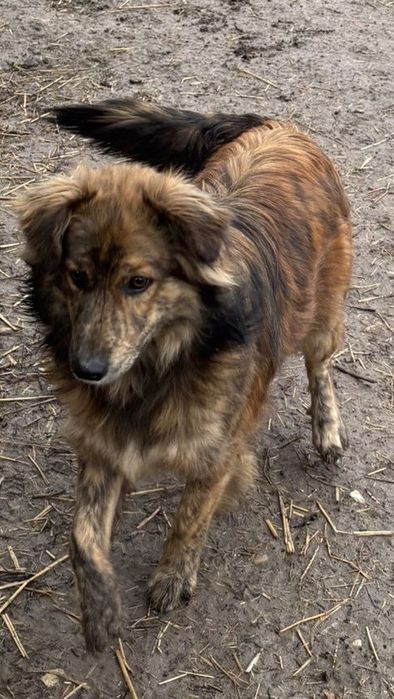 Adoptie bland si iubitor