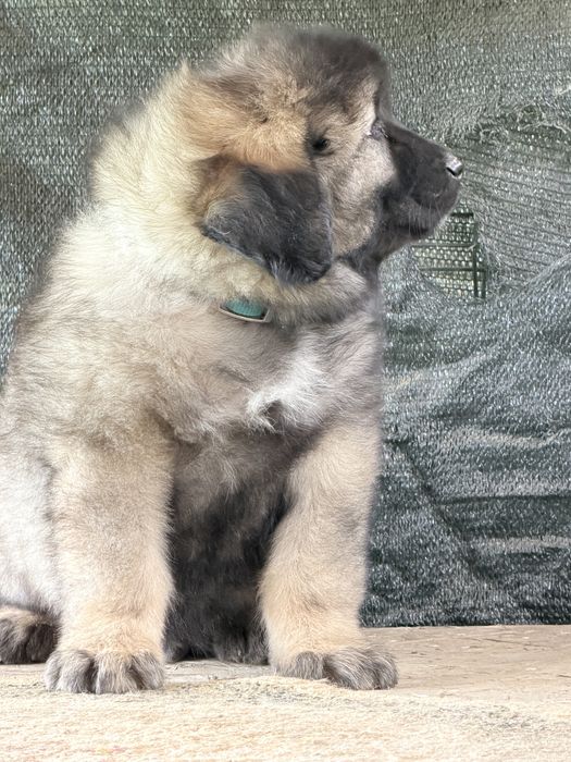 Pui ciobanesc  caucazian 8 sapt cu pedigree