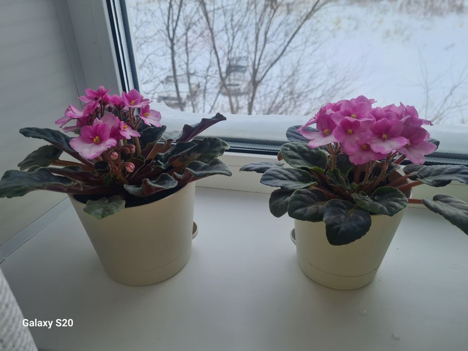 Продам фиалки цветущие