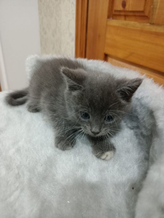 Продам пародистых котят