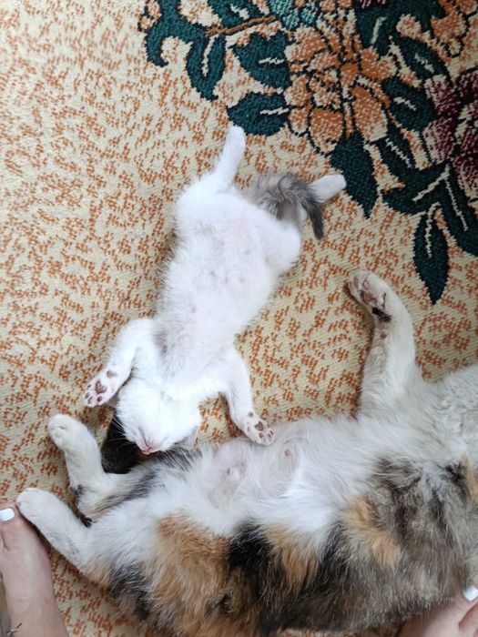 Отдам котят в хорошие руки