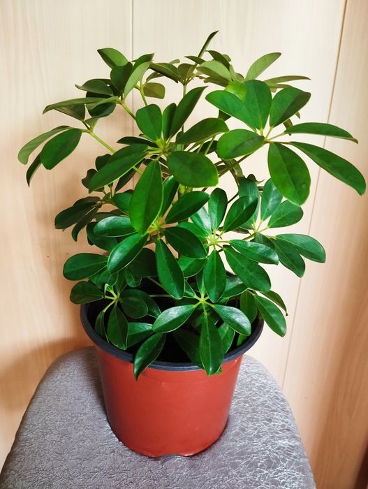 Продам комнатный цветок "Шефлера"