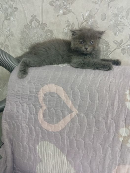 Отдадим в добрые руки котёнка хайленд фолд мальчик