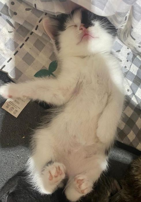 Отдам котят в добрые руки