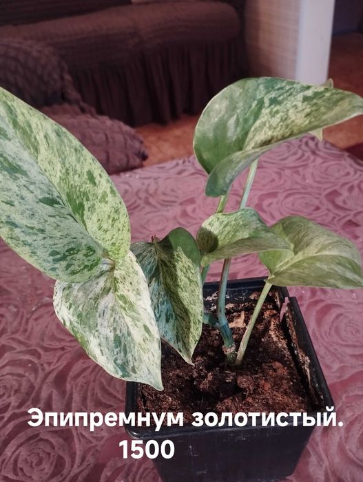 Продам комнатные растения