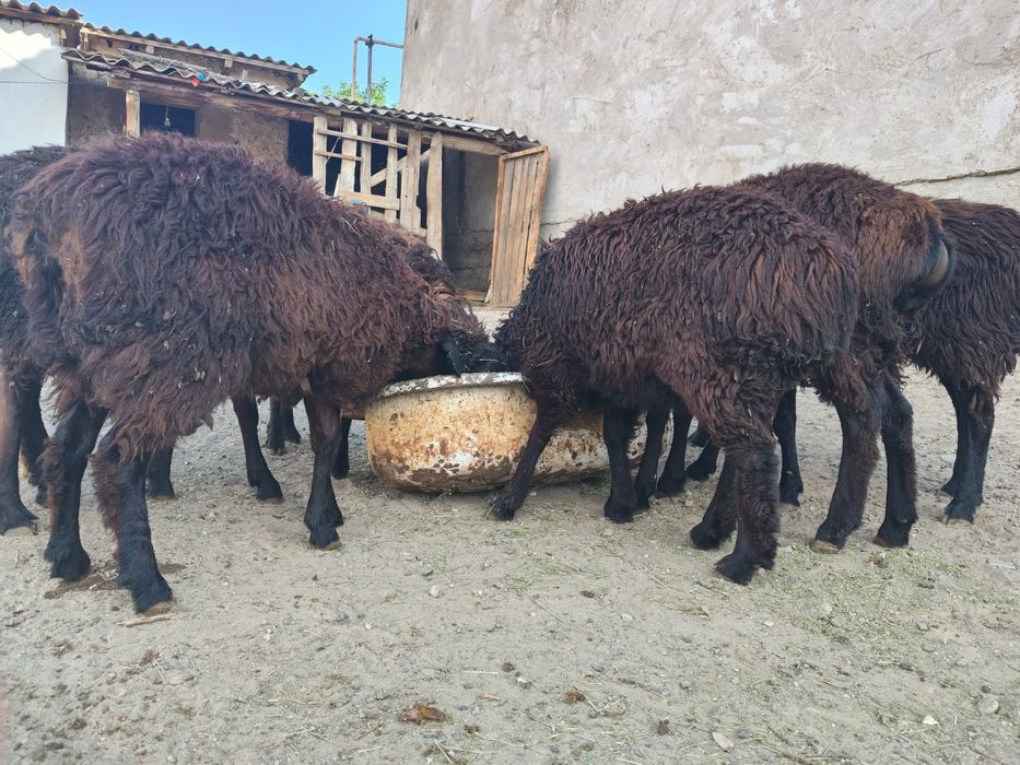 Козы токтылар 7 бас ургашы