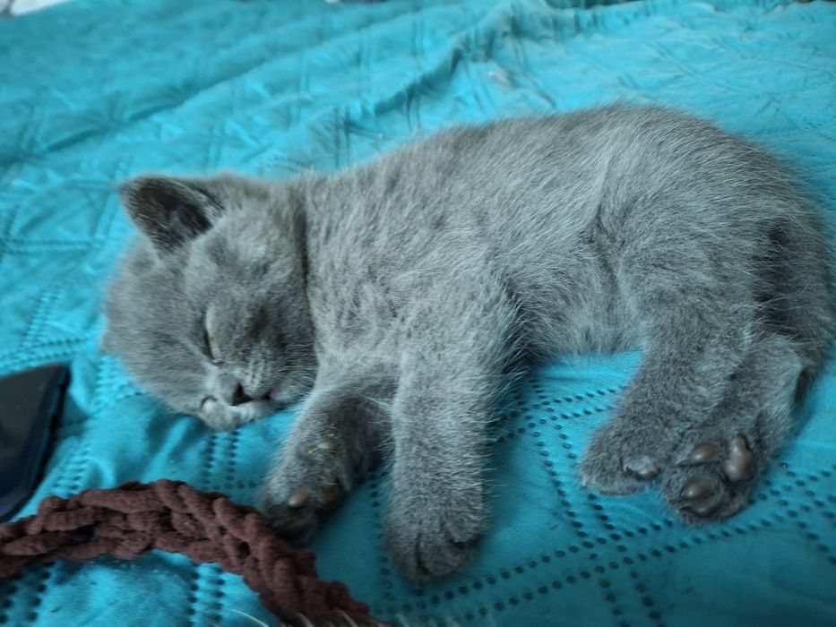 British shorthair blue ( video whtsp )