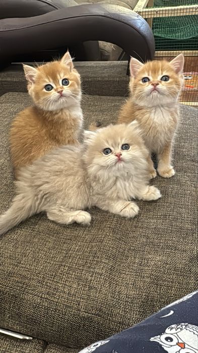 Продаются короткошерсные и ДШ Бритиш