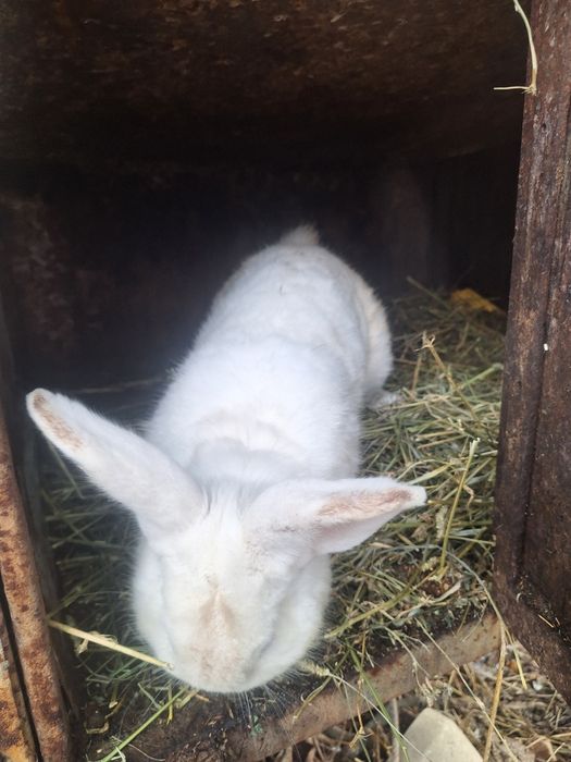 Vând iepuri , doi masculi!