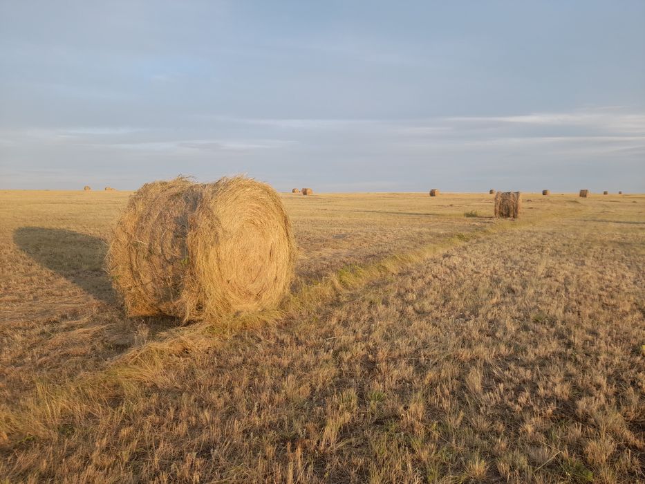 Продам сено рулон разнотравие 8000 тг