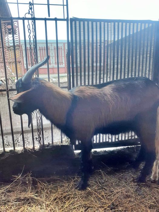 Țap din rasa  alpine franceze!