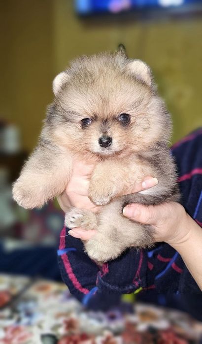 Продаётся Померанский шпиц.