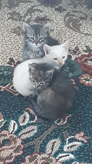 Продаеться котято