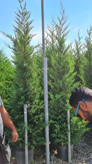 Vindem leylandy și smaragd de mai multe dimensiuni