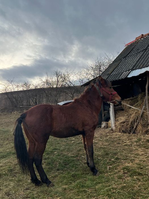 Manz în vârstă de un an și patru luni
