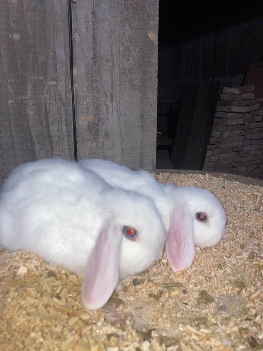 Xatot baran zotli quyonlar