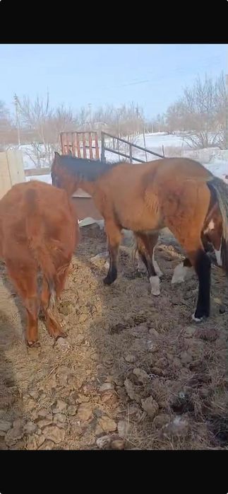 Продам жеребчика