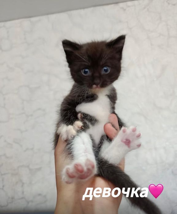 Отдаю котят в добрые руки