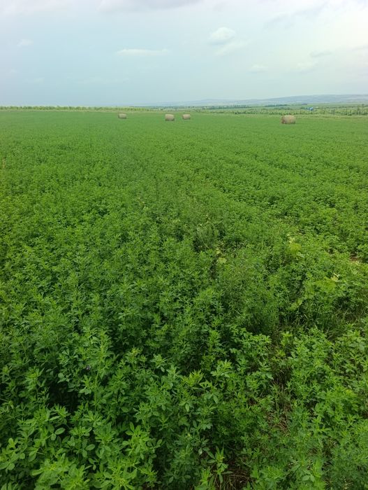 Продавам Ролонни бали ечимик,пшеница,сено и люцерна