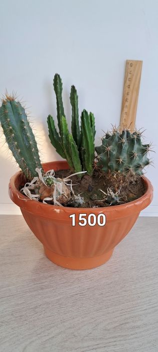 Распродажа кактусов(недорого)