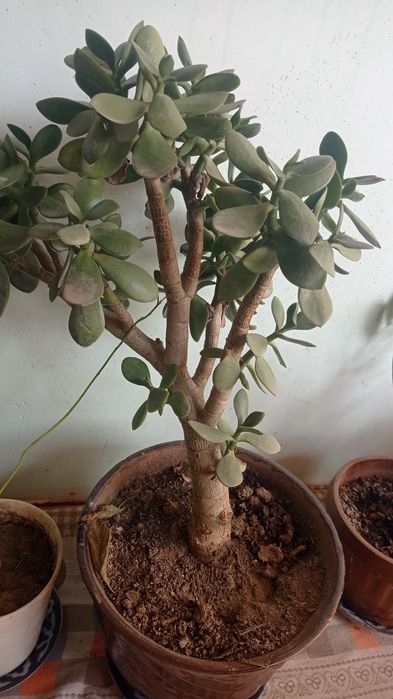 Гуллар сотилади уч яшар