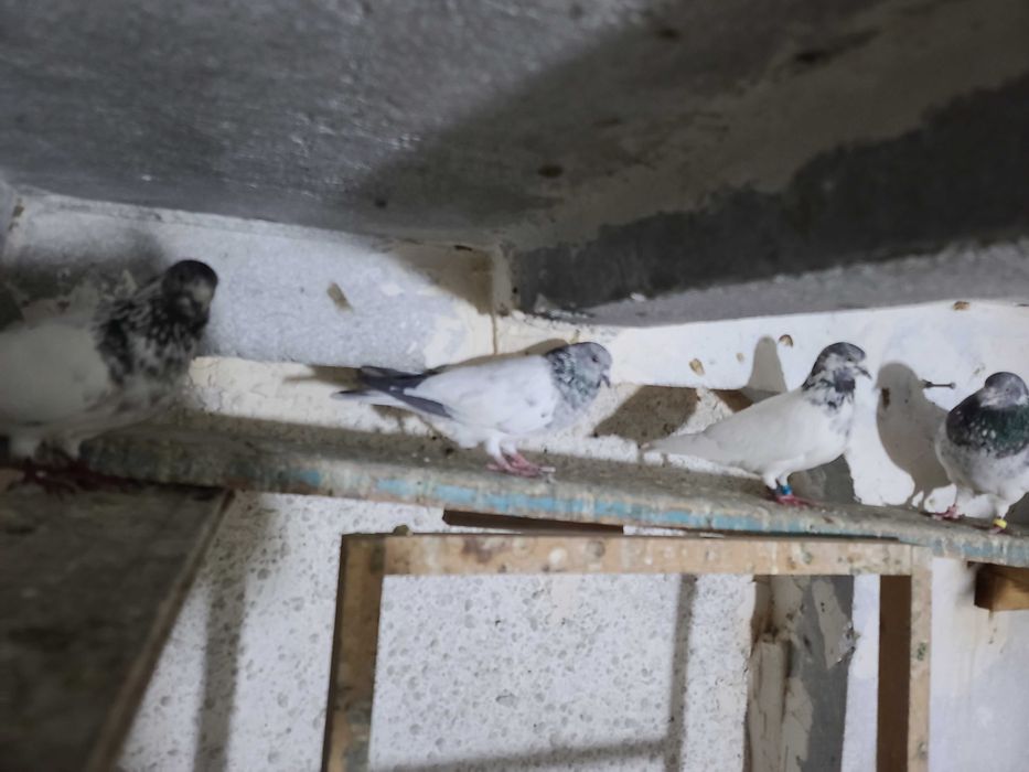 ИНДОПАКИСТАНСКИЕ Высоко-долголётные игровые ГОЛУБИ