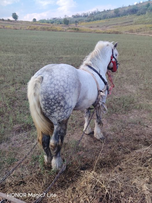 Vând sau schimb armăsar blând
