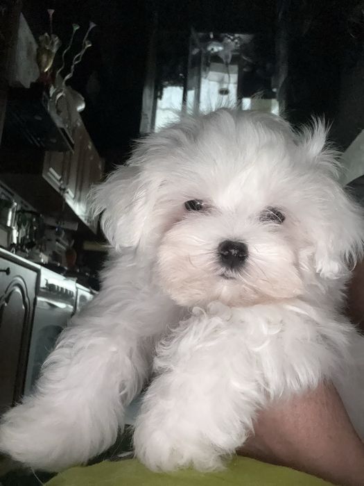 Мальтезе щенки резерв