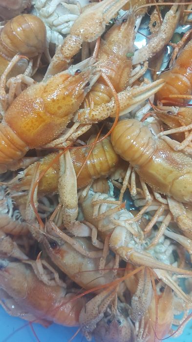 Раки живые и Варёные доставка